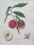 英国キュー王立植物園　おいしいボタニカル・アート　食を彩る植物のものがたり 静岡市美術館-1