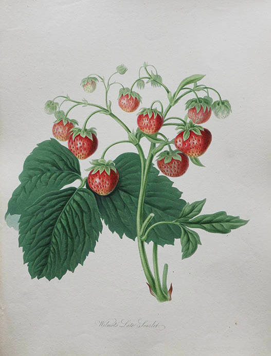 英国キュー王立植物園　おいしいボタニカル・アート　食を彩る植物のものがたり 静岡市美術館-5