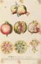 英国キュー王立植物園　おいしいボタニカル・アート　食を彩る植物のものがたり 静岡市美術館-1