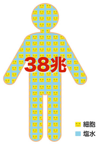 第44回夏休み塩の学習室　なにしてる？からだの中の塩 たばこと塩の博物館-7