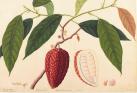 英国キュー王立植物園 おいしい ボタニカル・アート 食を彩る植物の物語 西宮市大谷記念美術館-1