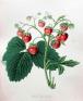 英国キュー王立植物園 おいしい ボタニカル・アート 食を彩る植物の物語 西宮市大谷記念美術館-1