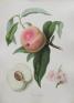 英国キュー王立植物園 おいしいボタニカル・アート 食を彩る植物のものがたり 広島県立美術館-1