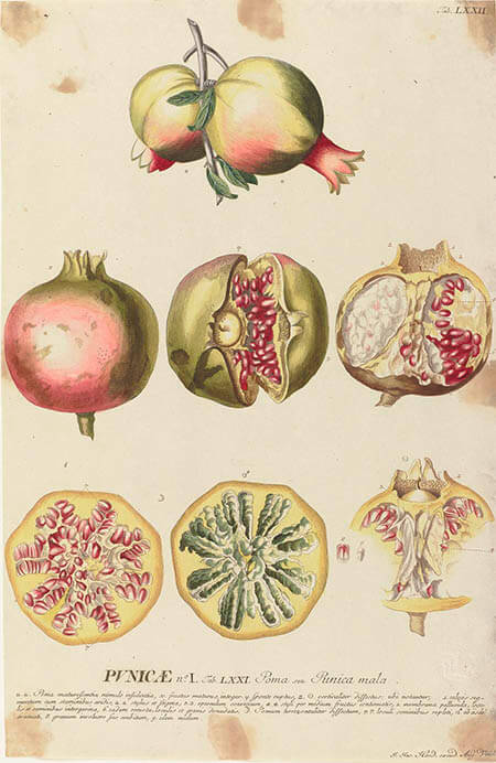 英国キュー王立植物園 おいしいボタニカル・アート 食を彩る植物のものがたり 広島県立美術館-3