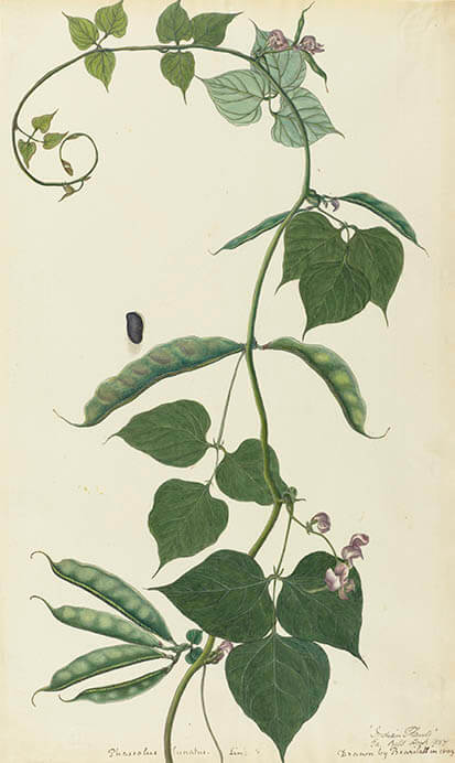 英国キュー王立植物園 おいしいボタニカル・アート 食を彩る植物のものがたり 茨城県近代美術館-3