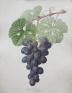 英国キュー王立植物園 おいしいボタニカル・アート 食を彩る植物のものがたり 茨城県近代美術館-1