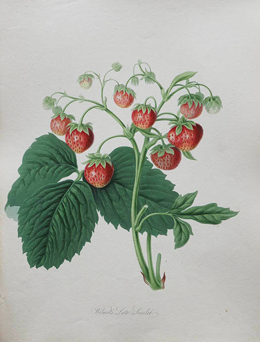 英国キュー王立植物園 おいしいボタニカル・アート 食を彩る植物のものがたり 茨城県近代美術館-6