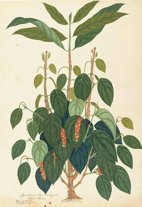 英国キュー王立植物園 おいしいボタニカル・アート 食を彩る植物のものがたり 茨城県近代美術館-8