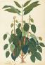 英国キュー王立植物園 おいしいボタニカル・アート 食を彩る植物のものがたり 茨城県近代美術館-1