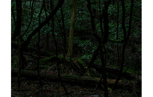百々俊二「春日山原始林」展 入江泰吉記念奈良市写真美術館-1
