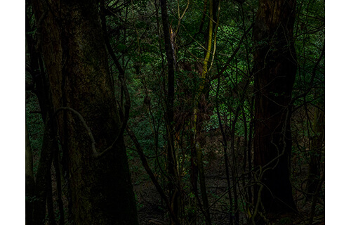 百々俊二「春日山原始林」展 入江泰吉記念奈良市写真美術館-2