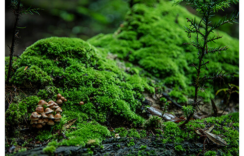百々俊二「春日山原始林」展 入江泰吉記念奈良市写真美術館-4