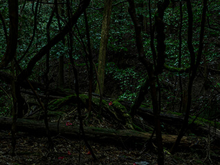百々俊二「春日山原始林」展