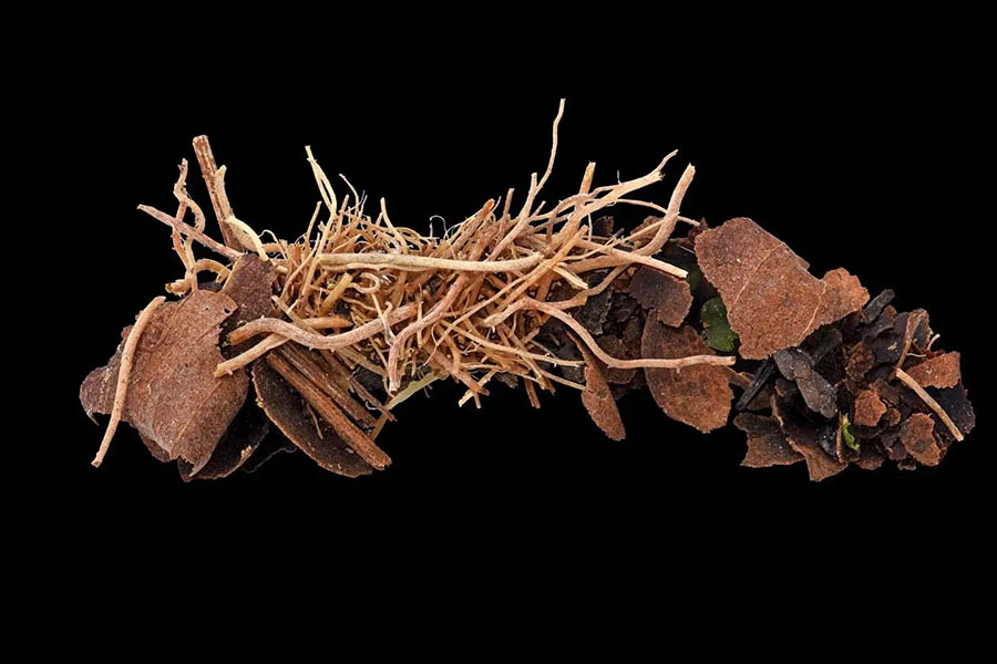 養老孟司と小檜山賢二「虫展」 ～みて、かんじて、そしてかんがえよう～ 大分県立美術館（OPAM）-2