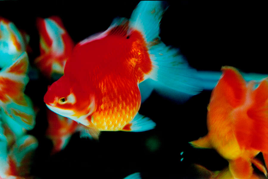 蜷川実花展 with EiM： 儚（はかな）くも煌（きら）めく境界　Where Humanity Meets Nature 弘前れんが倉庫美術館-5