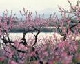 入江泰吉「梅・桃・桜」 入江泰吉記念奈良市写真美術館-1