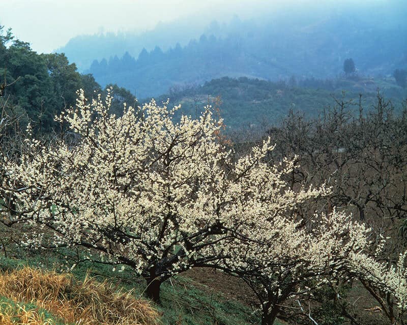 入江泰吉「梅・桃・桜」 入江泰吉記念奈良市写真美術館-5
