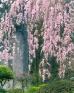 入江泰吉「梅・桃・桜」 入江泰吉記念奈良市写真美術館-1