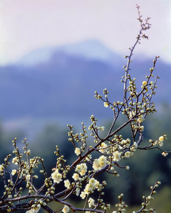 入江泰吉「梅・桃・桜」 入江泰吉記念奈良市写真美術館-6