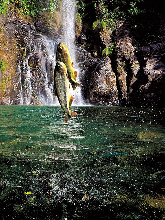 岩合光昭写真展　PANTANAL　パンタナール　―世界遺産の大湿原―　清流がつむぐ動物たちの聖域 佐野美術館-2