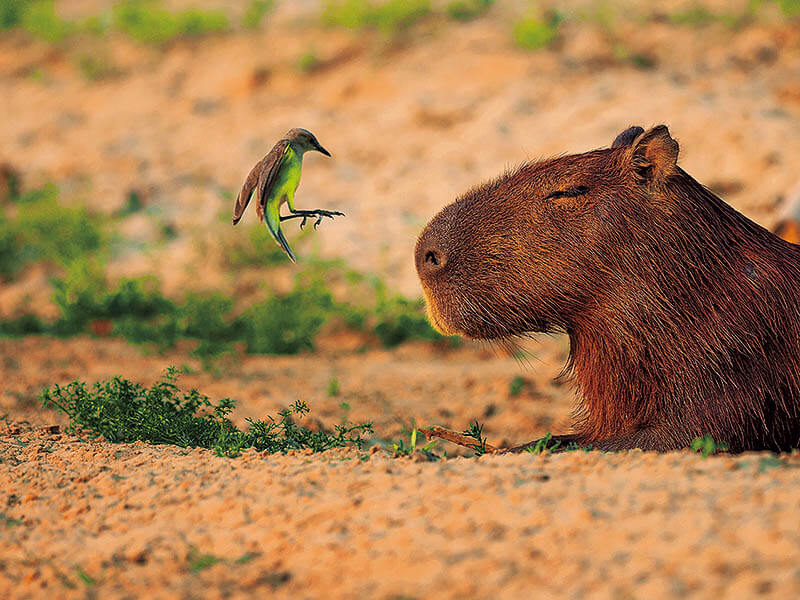 岩合光昭写真展　PANTANAL　パンタナール　―世界遺産の大湿原―　清流がつむぐ動物たちの聖域 佐野美術館-5