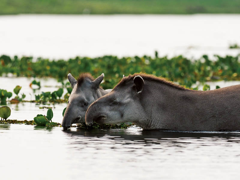 岩合光昭写真展　PANTANAL　パンタナール　―世界遺産の大湿原―　清流がつむぐ動物たちの聖域 佐野美術館-8