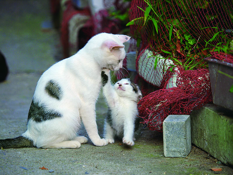 特別展 岩合光昭写真展　こねこ 秋田県立近代美術館-3