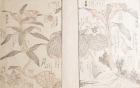 北斎の植物図鑑 北斎館-1