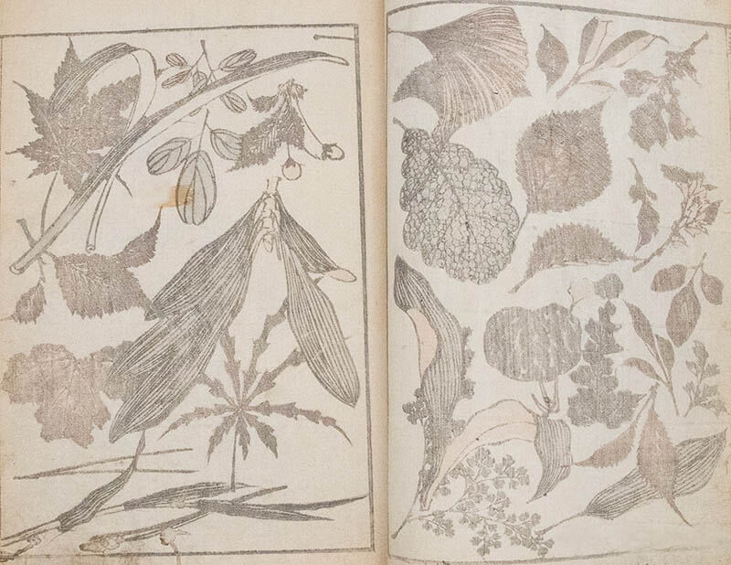北斎の植物図鑑 北斎館-8