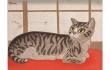 招き猫亭コレクション　猫まみれ展 川越市立美術館-1
