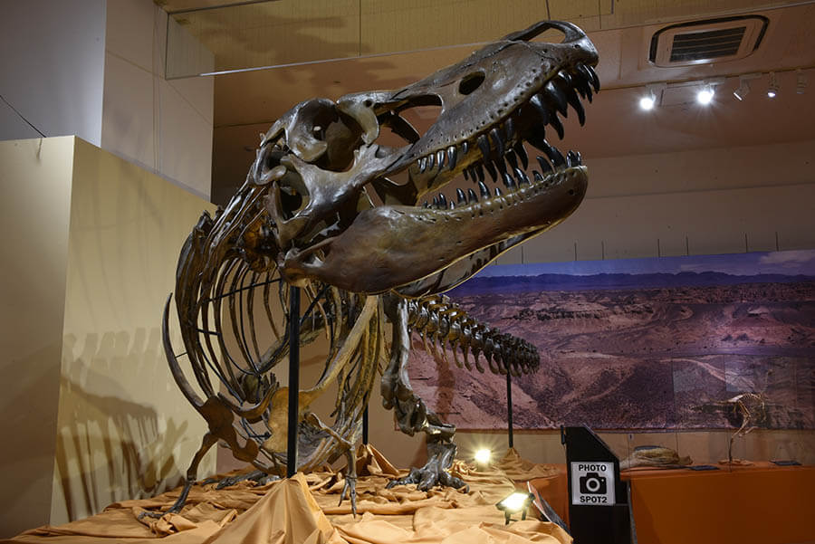 ロイ・チャップマン・アンドリュースの中央アジア探検100周年記念 化石ハンター展 ゴビ砂漠の恐竜とヒマラヤの超大型獣 新潟県立万代島美術館-5