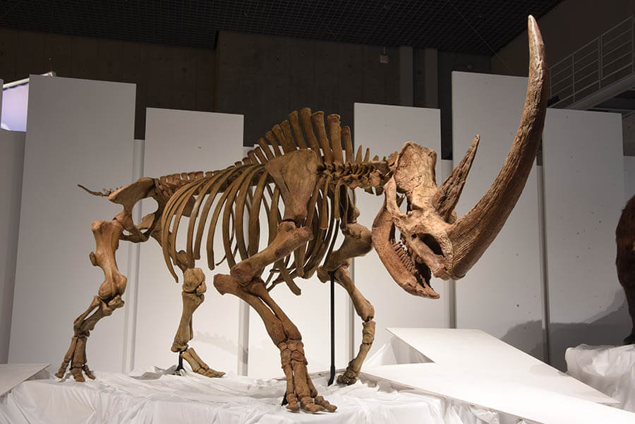 ロイ・チャップマン・アンドリュースの中央アジア探検100周年記念 化石ハンター展 ゴビ砂漠の恐竜とヒマラヤの超大型獣 新潟県立万代島美術館-6