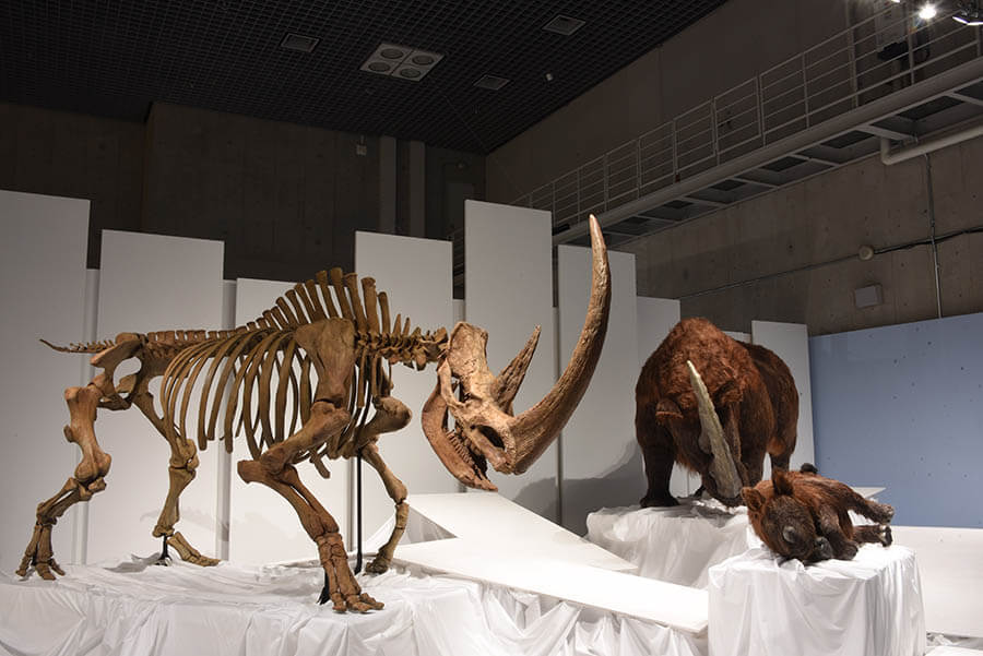 ロイ・チャップマン・アンドリュースの中央アジア探検100周年記念 化石ハンター展 ゴビ砂漠の恐竜とヒマラヤの超大型獣 新潟県立万代島美術館-8